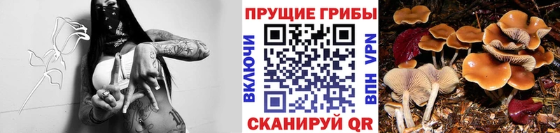 Псилоцибиновые грибы Psilocybe  Купить закладки  Ельня 
